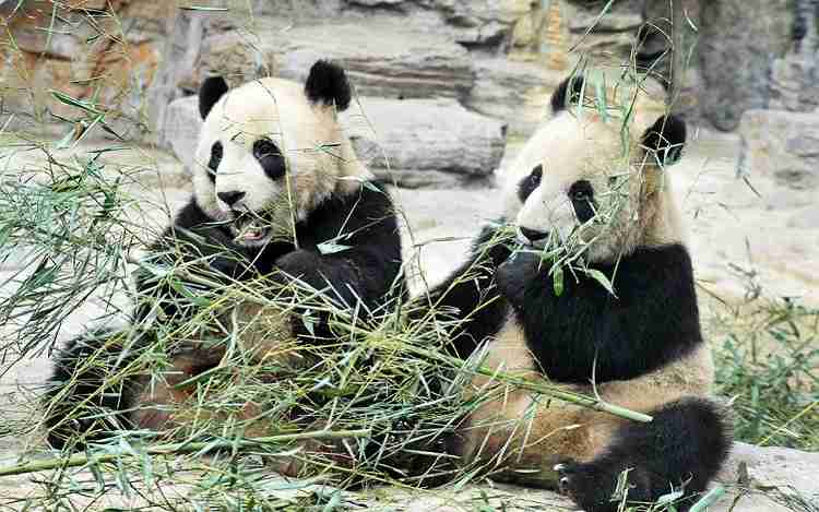 Beijing Zoo (Panda Zoo)