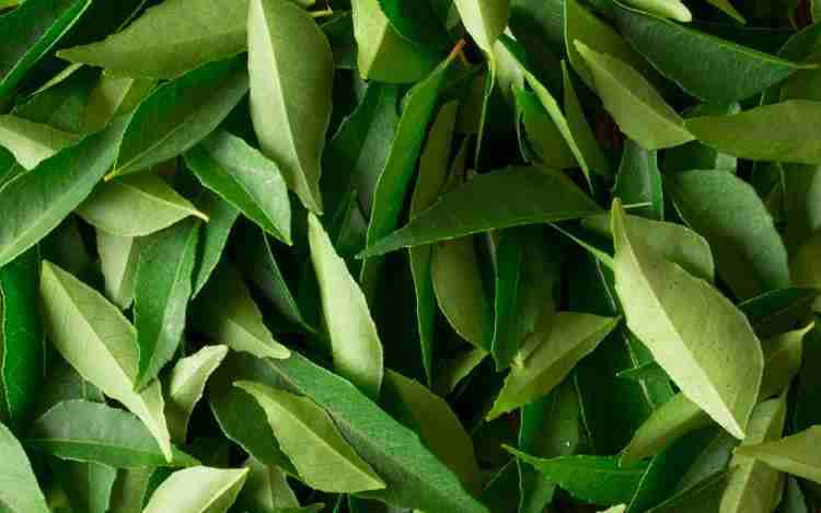 Curry Leaves Benefits, Nutrition And Side Effects