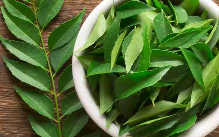 Curry Leaves Benefits, Nutrition And Side Effects