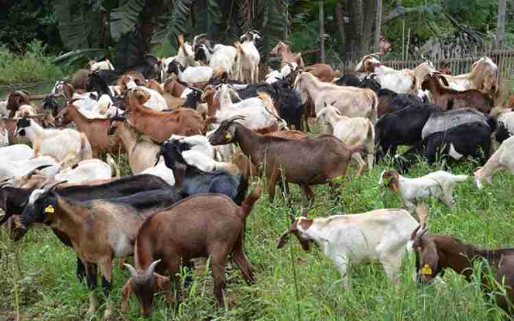 Goat Farming Business Plan