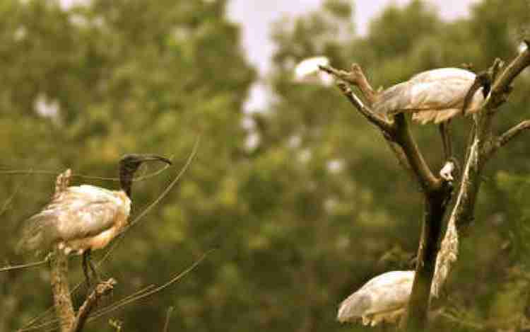 Gudavi Bird sanctuary